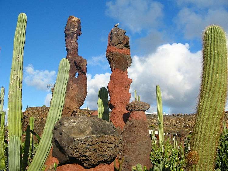 Jardin de Cactus